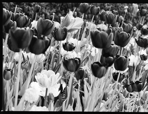 Ilford XP2 Super 400 N&B C41 pellicule 120